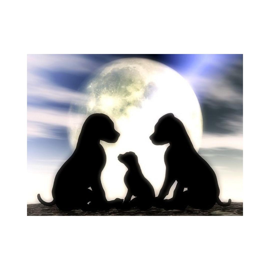 DOGS-Little Family in the Moonlight by Alan Foxx - PoP x HoyPoloi Gallery