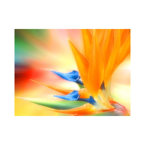 FLOWERS-Bird of Paradise Fantasy by Alan Foxx - PoP x HoyPoloi Gallery