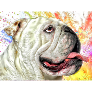 DOGS - English Bulldog Precious by Alan Foxx - PoP x HoyPoloi Gallery