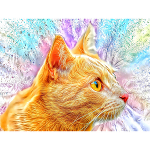 CATS - Ginger Kitten Affection by Alan Foxx - PoP x HoyPoloi Gallery
