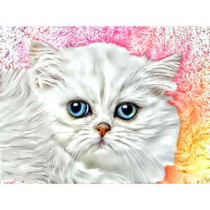 CATS - Kitty Persian by Alan Foxx - PoP x HoyPoloi Gallery